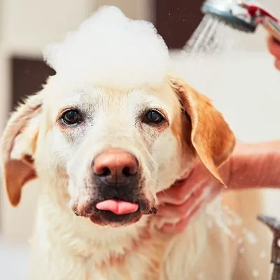 Aquecedor a gás para Pet Shop: O uso de água quente para o banho de animais de estimação